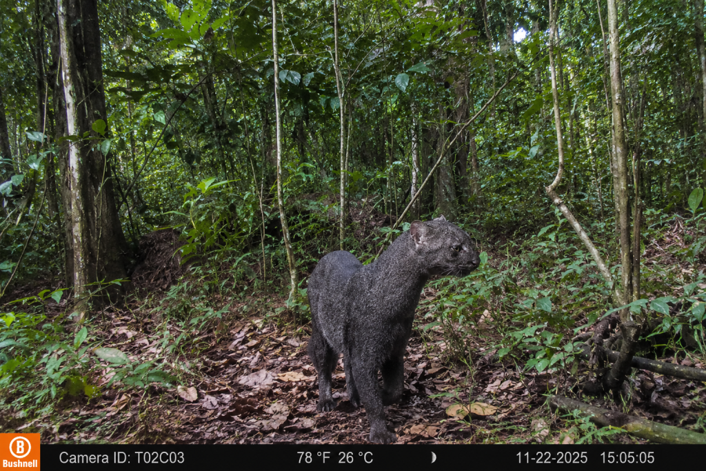 Flagrante inédito de jaguarundi no Pará reforça alerta sobre proteção de felinos silvestres flagrante-inedito-de-jaguarundi-no-para-reforca-alerta-sobre-protecao-de-felinos-silvestres